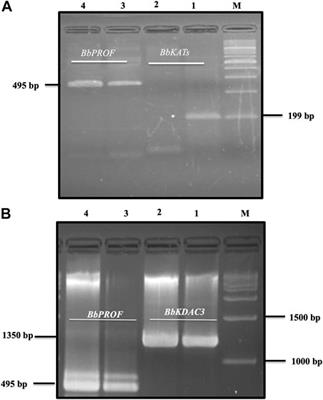 Evaluating the inhibitory effect of resveratrol on the multiplication of several Babesia species and Theileria equi on in vitro cultures, and Babesia microti in mice